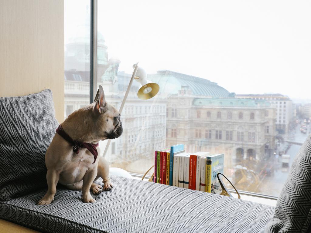 The Guesthouse Vienna Luaran gambar French Bulldog